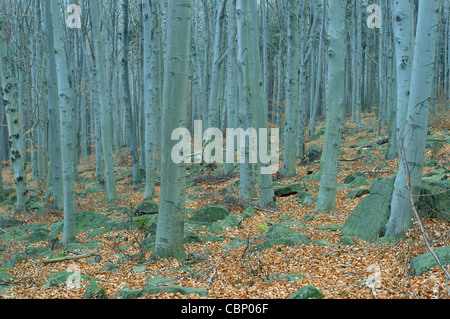 Herbstlichen Buchenwald auf dem Berg Sleza Neigung geringer Schlesien Polen Fagus Sylvatica Stockfoto