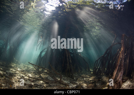 Strahlen der Sonne dringen die Gewässer von einem Mangrovenwald. Die Prop-Wurzeln bieten Kindergarten Lebensraum für Fische und Wirbellose Tiere. Stockfoto