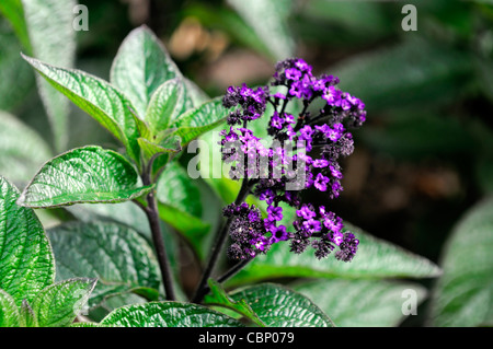 Heliotropium Arborescens marine Heliotrop Blumen Blüte Blüten Nahaufnahme Blüten Pflanze Porträts duftende wohlriechenden Duft zart Stockfoto