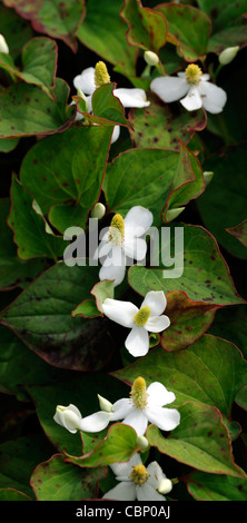 Houttuynie Cordata in Blume Houttuynia Cordata Chamäleon Pflanze Bodendecker Stauden weiß blühende Blüte Blumen-Nahaufnahme Stockfoto