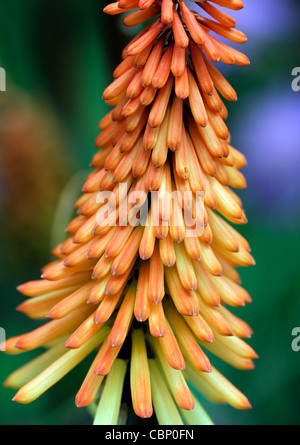 Kniphofia kleine Mädchen rote heiße Poker Blumen Blüte Blüten Farben Farben Porträts Nahaufnahmen Nahaufnahmen USV Stauden Pflanzen Stockfoto