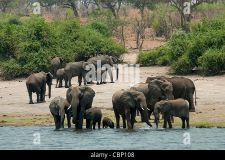 Afrika Botswana Chobe Fluss-Elefanten im Fluss, andere in der Nähe Küste Stockfoto