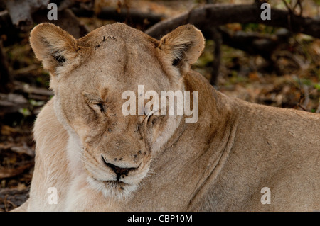 Afrika Botswana Linyanti Reserve-Löwe mit Augen geschlossen-Kopfschuss Stockfoto