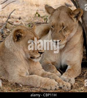 Afrika-Botswana-Linyanti Reserve-zwei Löwen zusammen zur Festlegung Stockfoto