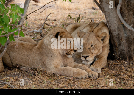 Afrika-Botswana-Linyanti Reserve-zwei Löwen zusammen zur Festlegung Stockfoto