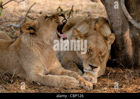 Afrika-Botswana-Linyanti Reserve-zwei Löwen Festlegung, ein schlafen, andere Gähnen Stockfoto