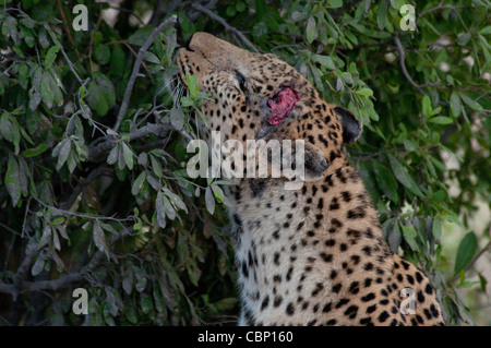 Afrika-Botswana-Linyanti Reserve-Head Schuss von Leopard zeigt Verletzungen Stockfoto