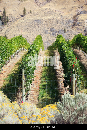 Weinberg im Okanagan Valley, Osoyoos, Britisch-Kolumbien, Kanada. Stockfoto