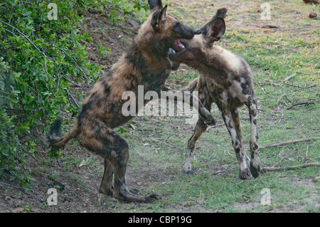 Afrika Botswana Linyanti Reserve-zwei afrikanische Wildhunde spielen Stockfoto