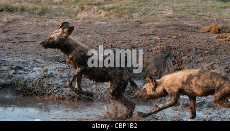 Afrika-Botswana-Linyanti Reserve-Afrikanische Wildhunde spielen und jagen im Wasser Stockfoto