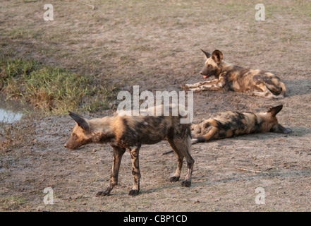 Afrika-Botswana-Linyanti Reserve-Afrikanische Wildhunde Stockfoto