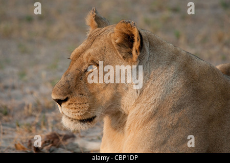 Afrika-Botswana-Linyanti Reserve-Head Schuss des Löwen Stockfoto