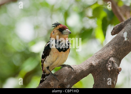 Afrika Botswana-Crested Barbet thront auf Ast Stockfoto