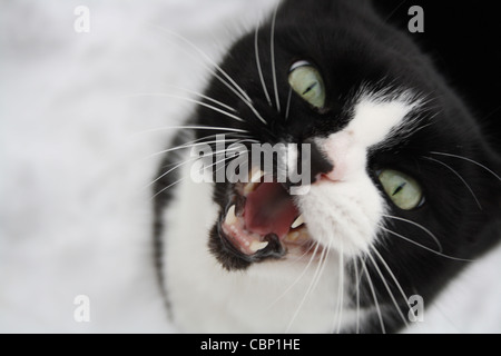 Porträt einer Smoking Katze weint im Schnee. Stockfoto