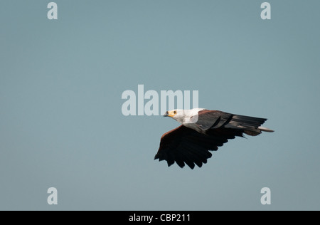 Afrika-Botswana-afrikanische Fischadler fliegen Stockfoto