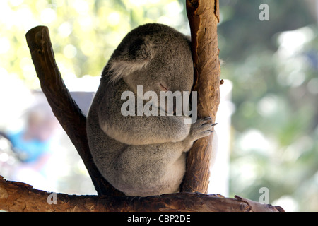 Ein Koala (Phascolarctos Cinereus) eine arboreal pflanzenfressenden Beuteltiere aus Australien. Stockfoto