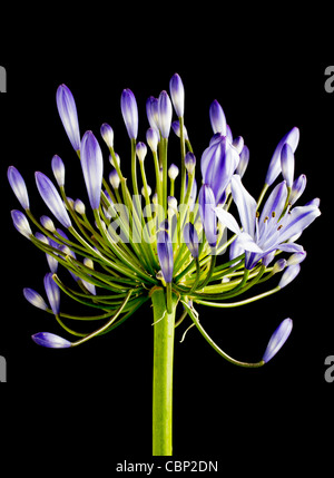 Lila Agapanthus blüht auf schwarzem Hintergrund Stockfoto