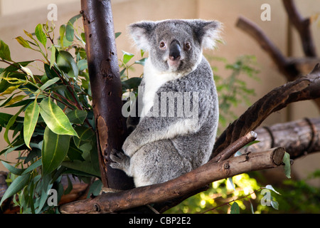 Ein Koala (Phascolarctos Cinereus) eine arboreal pflanzenfressenden Beuteltiere aus Australien. Stockfoto