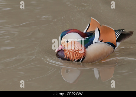 Mandarin Duck 'Aix Galericulata"Schwimmen in einem See. Stockfoto