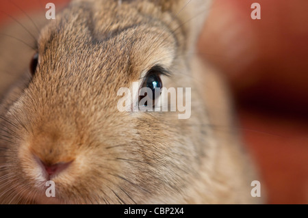 Langohrige Zwerg Kaninchen Stockfoto