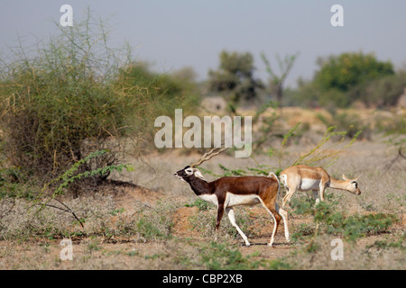 Männliche Blackbuck Antilope, magische Cervicapra mit weiblichen Hind in der Nähe von Rohet in Rajasthan, Nord-West-Indien Stockfoto