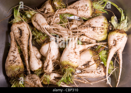 frisch geernteten Zuckerrüben "Beta Vulgaris" in der Küchenspüle Stockfoto