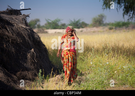 Indische Bishnoi Frau Landarbeiter in der Nähe von Rohet in Rajasthan, Nordindien Stockfoto