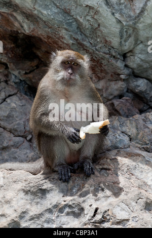 Affe, Brot zu essen Stockfoto