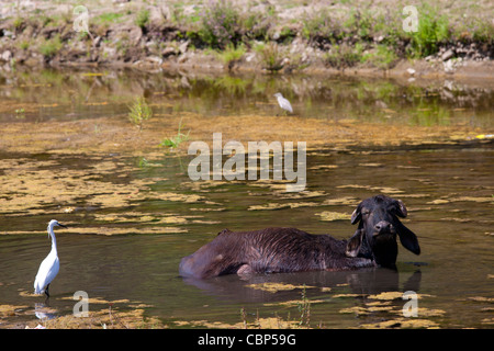 Buffalo, beobachtet von Reiher Vogel Baden im See in Ranakpur in Pali Bezirk von Rajasthan, Westindien Stockfoto