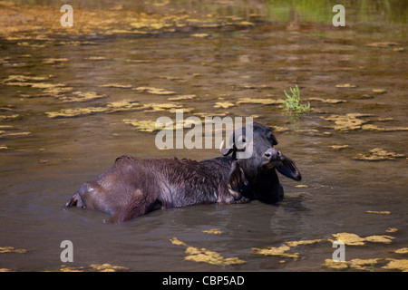 Buffalo, schwelgen in See in Ranakpur in Pali Bezirk von Rajasthan, Westindien Stockfoto