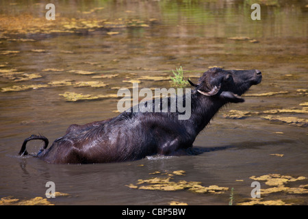 Büffel im See bei Ranakpur in Pali Bezirk von Rajasthan, Westindien Stockfoto