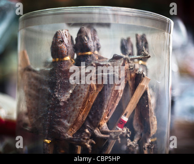 Westlicher Bezirk auf Hong Kong Island hat noch viele traditionelle Geschäfte und Straßen. Getrocknete Geckos werden paarweise, männliche und Stockfoto