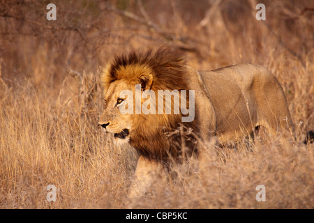 Männlicher Löwe bewegt durch den Busch Stockfoto
