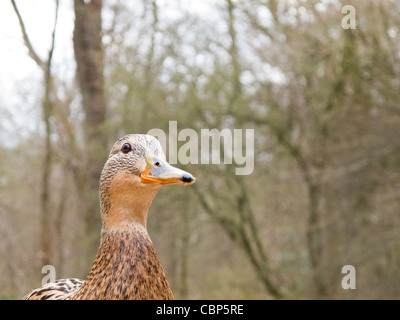 Weibliche Stockente, Anas platyrhynchos im Frühjahr auf dem Land Stockfoto