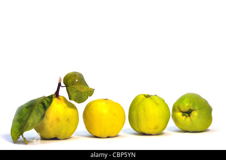 Vier Reife Quitte Frucht auf weißem Hintergrund Stockfoto