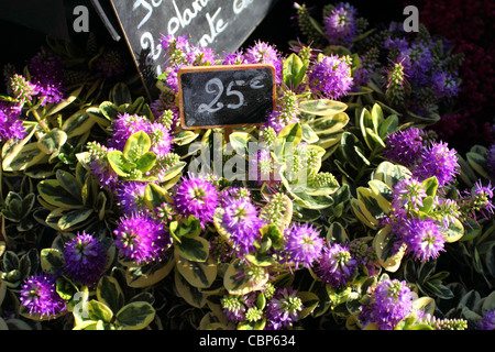 Vielzahl von Blumen verkauft auf dem Markt in Paris Stockfoto