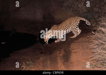 Leopard aus Pfütze auf dem richtigen Weg durch den Busch zu trinken Stockfoto