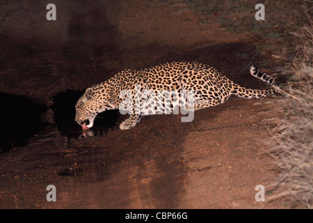 Leopard aus Pfütze auf dem richtigen Weg durch den Busch zu trinken Stockfoto