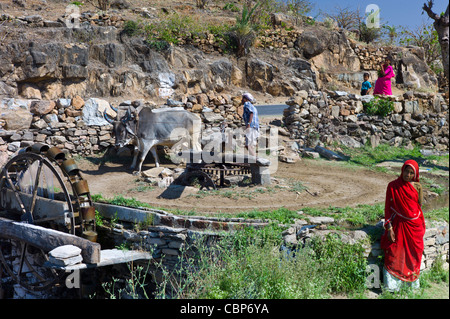 Bauer mit Ochsen am Wasserrad Wasser aus Brunnen für die Bewässerung bei Samad in Pali Bezirk von Rajasthan, Westindien zu zeichnen Stockfoto