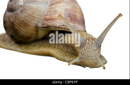 Garten Schnecke isoliert auf weißem Hintergrund Stockfoto