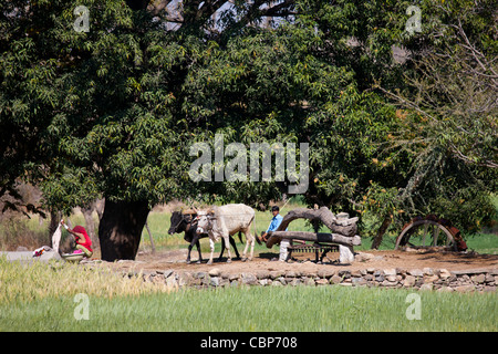 Bauer mit Ochsen am Wasserrad Wasser aus Brunnen für die Bewässerung bei Samad in Pali Bezirk von Rajasthan, Westindien zu zeichnen Stockfoto