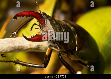 Ein Hirschkäfer auf einem Ast in West-London Stockfoto