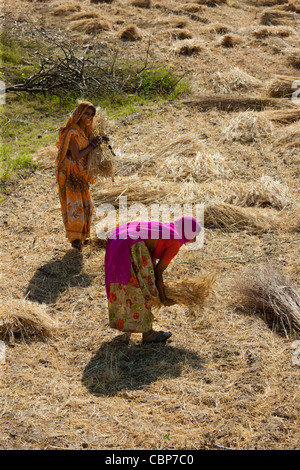 Landwirtschaftliche Arbeitnehmerinnen bei Jaswant Garh in Rajasthan, Westindien Stockfoto