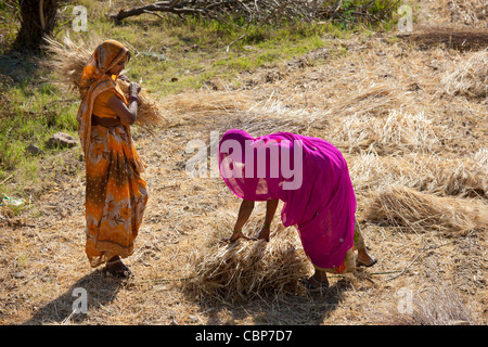 Frauen Landarbeiter an Jaswant Garh in Rajasthan, Westindien Stockfoto