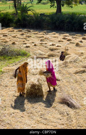 Landwirtschaftliche Arbeitnehmerinnen bei Jaswant Garh in Rajasthan, Westindien Stockfoto