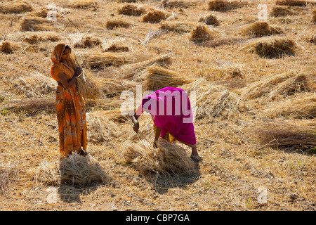 Frauen Landarbeiter an Jaswant Garh in Rajasthan, Westindien Stockfoto