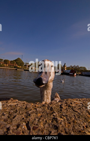 Eine neugierige Noisehunter am Fluss Avon in Stratford-upon-Avon uk Stockfoto