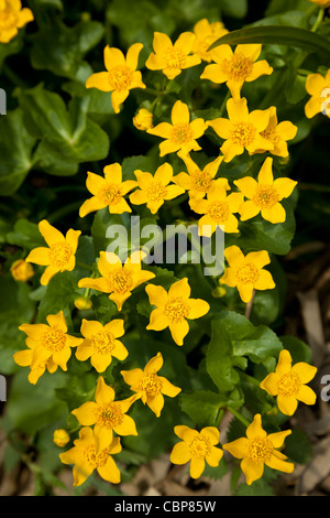 Marsh Marigold Caltha Palustris wilde Blume auf der Wiese Stockfoto
