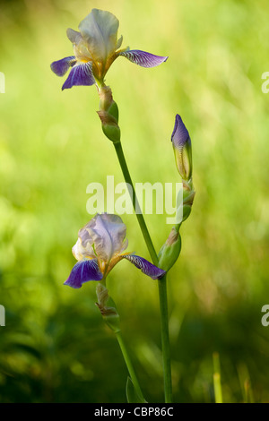 violette Iris am Stiel in natürlichem Licht Stockfoto