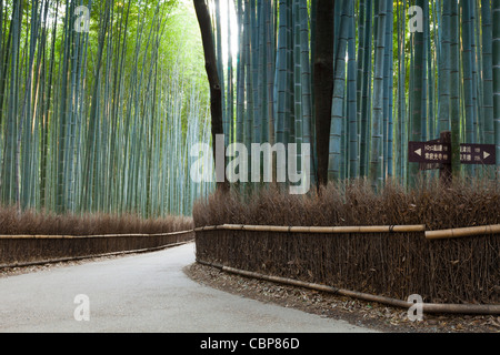 Straße durch Bambuswald in Sagano, in der Nähe von Arashiyama, am westlichen Stadtrand von Kyoto, Japan. Stockfoto